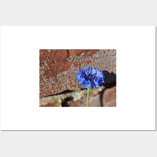 Flower Posing with a Brick Wall Photographic Image Posters and Art